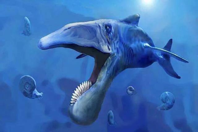 旋齿鲨:地球上有哪些奇异的史前生物？