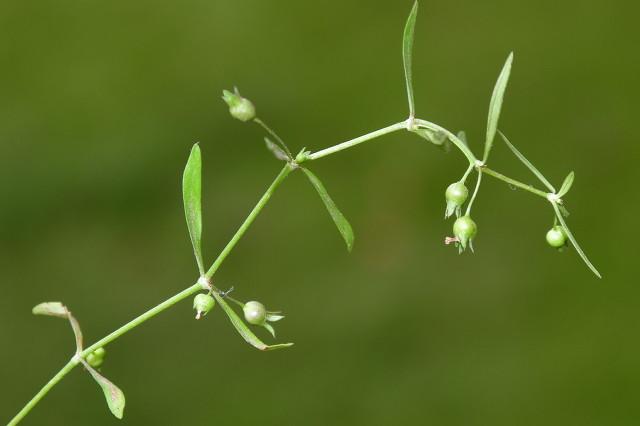 头条问答 白花蛇草水含有什么成分 94个回答