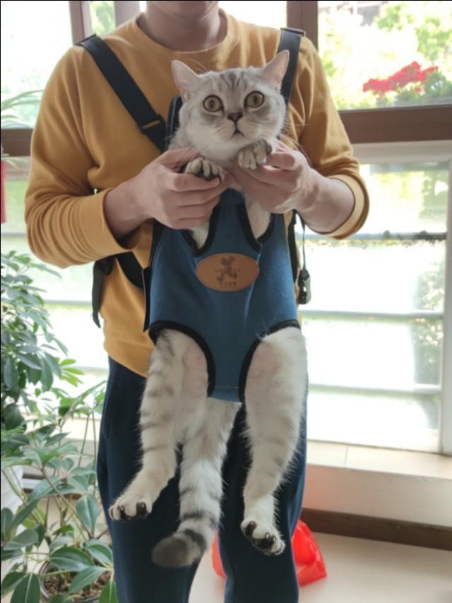 帕拉斯猫视频:猫咪是怎么分辨主人和陌生人的？ 帕拉斯猫表情包