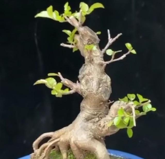 雀梅藤快易捷中药大全:斜斜的那种盆栽，做成盆景很是漂亮，农村里什么类型的树可以做？