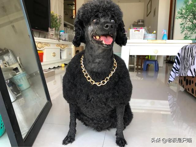 被狗狗咬了出血:被家里的小狗咬破了点皮，出血了要不要打疫苗？