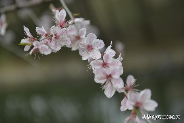 农村有哪些生长普遍并且实用的中草药？