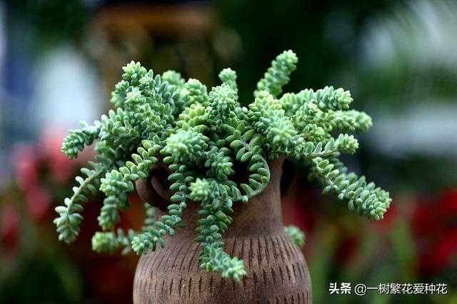 多肉和仙人球怎么浇水:给多肉浇水的秘诀是什么？