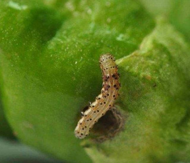 头条问答 农村种植的辣椒 辣椒有很多虫眼 是什么虫所害 30个回答