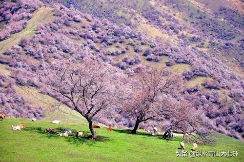 露露杏仁露能长期喝吗，樱桃味的可口可乐，你喝完以后是怎样的体验