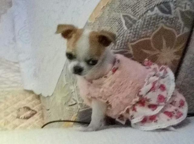 狗狗的种类和图片大全图片:热门犬种有哪些，它们有什么缺点？