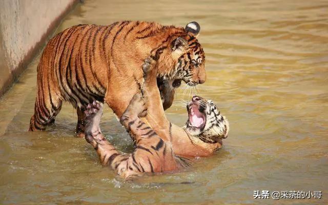 猫科动物:猫科动物的“躺地拳”有何精妙之处？什么情况下会使用？