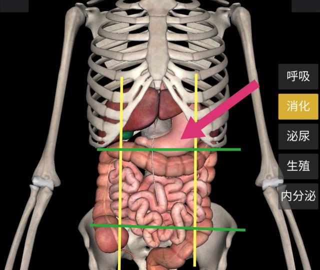 怎样区分清楚胃痛还是胆痛呢胃在哪个位置图片