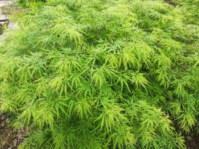 有谁曾经被朋友骗进传销中？是怎样回家的？