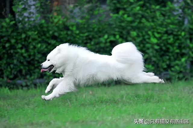 爱肯拿和荒野盛宴:请问一下，金毛幼犬狗粮哪个牌子好啊？求推荐？
