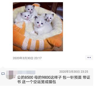 蓝双布偶猫的大概价格:一直想买一只布偶猫，价钱太高，2020年能不能降价？