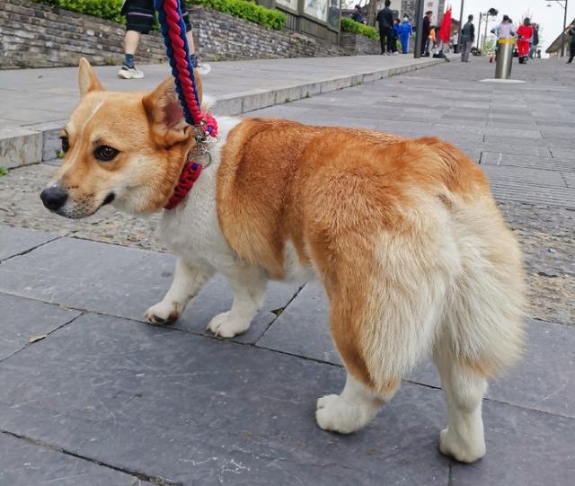 养狗的坏处:养狗的坏处有哪些 为什么那么多人讨厌养狗的？