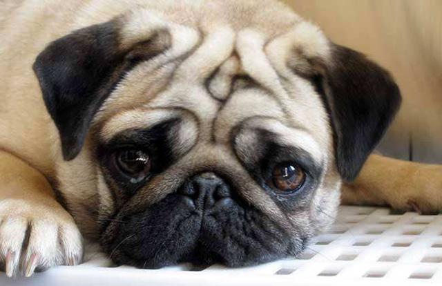 新都巴哥犬吧:一只小巴哥犬多少钱？巴哥犬好养吗？