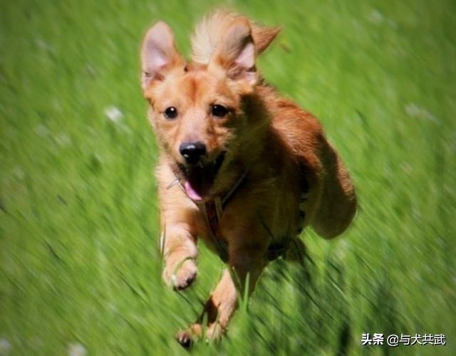 调教女犬奴:如何让狗狗一听到你叫就立马跑过来？如何训练狗狗随叫随到？