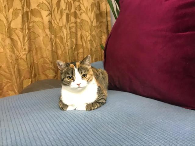 小花猫喵喵叫:为什么新领回来的小猫不停叫呢？