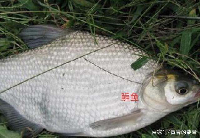 北方河里的水草种类:北方河里水草的种类及图片 池塘里都有哪些常见的水草？