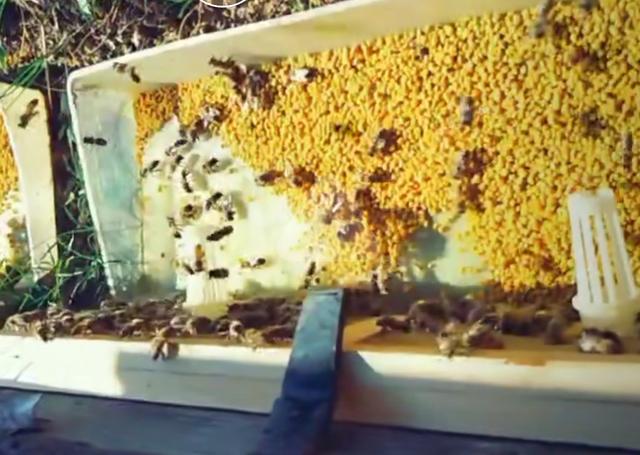 头条问答 养蜂人是怎么把蜜蜂采的花粉夺来的 蜂友圈的回答 0赞