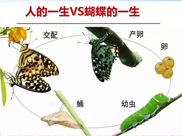 人快死时瞳孔:你觉得人在快死的时候脑子里想的是什么