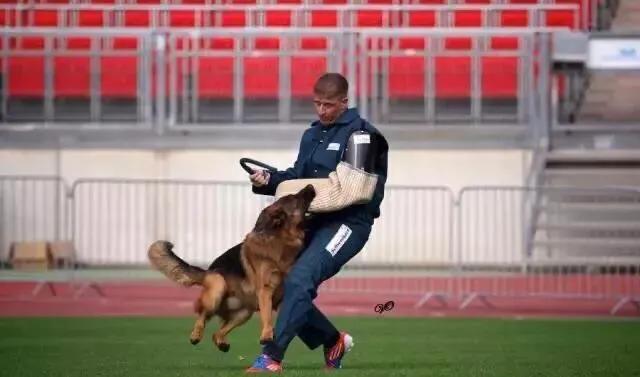 高级会所调教女犬:工作犬爱好者口中的k9是什么意思？
