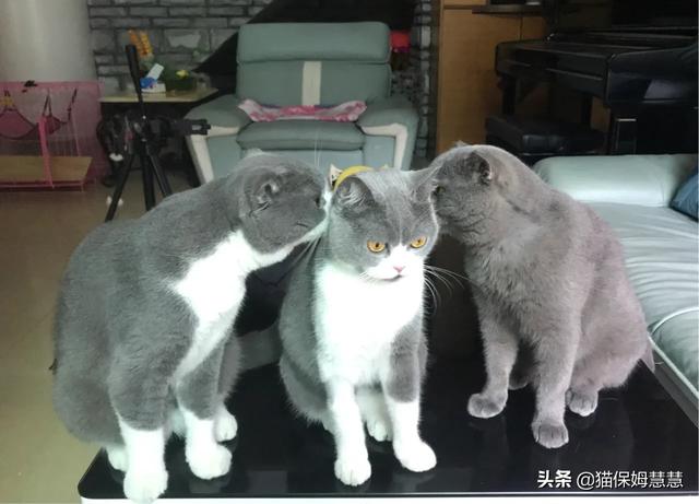 折耳猫图片:你们有没有养折耳猫的？养了几年了，现在健康状况怎么样？ 折耳猫图片及价格