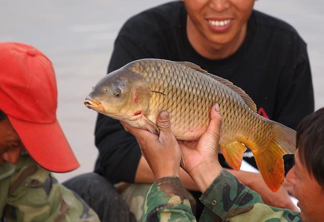 淡水鱼价格:“惊天大涨”，淡水鱼价格“破十”背后，谁获得了涨价“红利”？