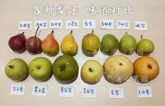 全国好吃梨排行榜你会怎么排?-凤凰号