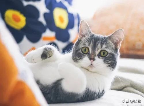 猫抓病猫抓热:猫抓病是什么，感染几率如何？