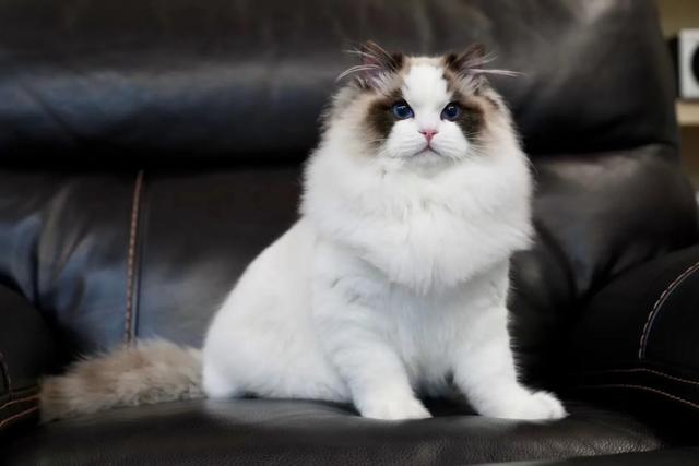 想养只宠物猫,性格好可爱的,有哪些推荐？顺便再推荐下购买渠道谢啦？
