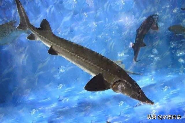 风干鲟鱼怎么做最好吃,风干鲟鱼的家常做法教程