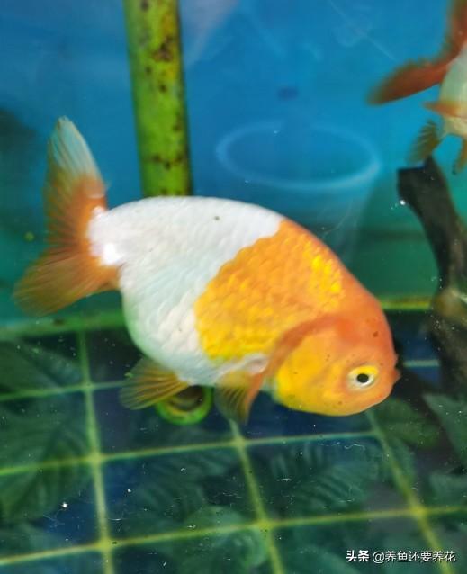 金鱼白点病:金鱼胸鳍两侧边缘有白点是病吗？