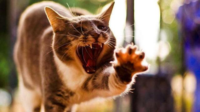 猫狗:为什么猫狗打斗狗总处于下风？如果真的打起来，狗能打过猫吗？
