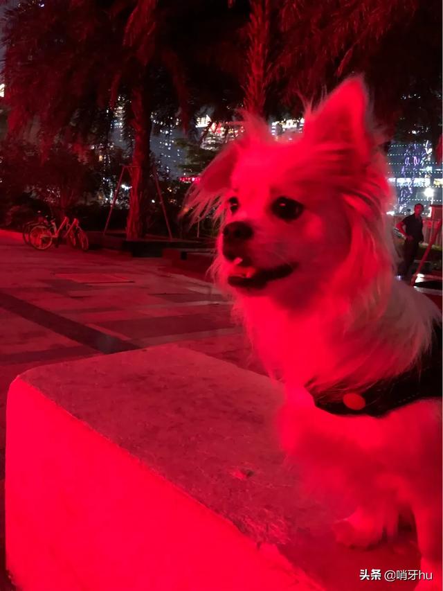 为什么狗狗大便前要转圈:狗狗转来转去想排便，但是却一直拉不出来该怎么办？