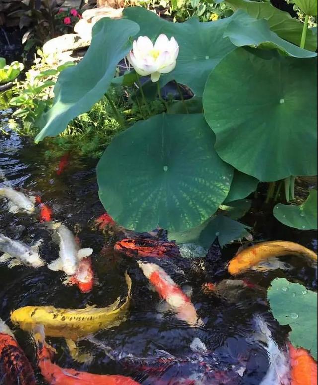 锦鲤白写挑选技巧:锦鲤要怎么挑选鱼呢？养的时候注意什么？