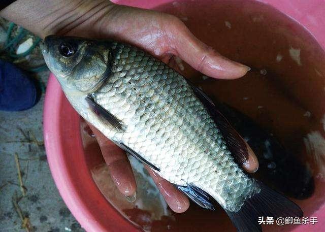 灰头鹀窝图片:钓鲫鱼、草鱼，用什么打窝最好？