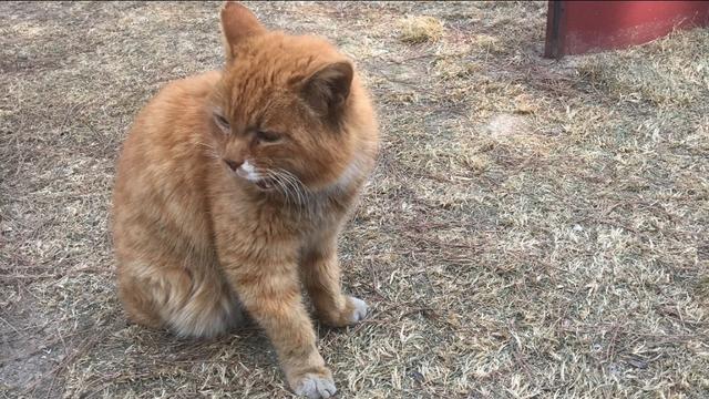 流浪狗和流浪猫好句子:疫情封城封期间，那些流浪猫狗有谁投食？ 流浪狗咬死流浪猫