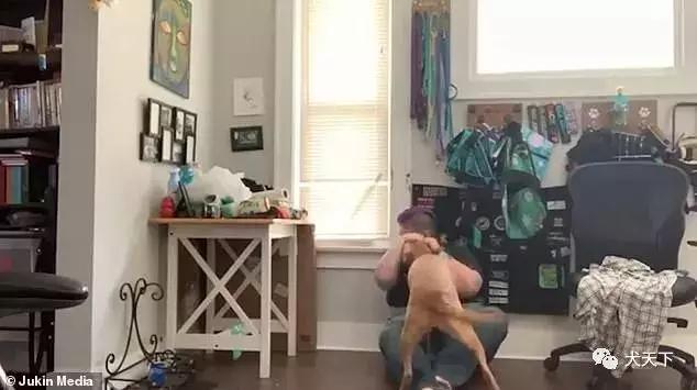 介助犬的遗言高清:治疗狗对焦虑症人群发挥了怎样的作用？
