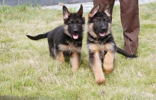 德牧幼犬:如何和刚到家的德牧幼犬打好关系？