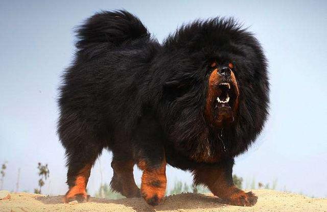 马士提夫獒犬比特犬:有哪些猛犬是可以跟狮虎战斗的？