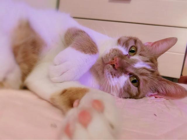 宠物店的男人们:为什么我家公猫更加喜欢我男朋友呢？ 宠物店的男人们相似的小说