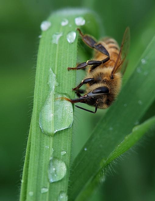 发现采水蜜蜂起飞不打圈它离采水点还有多远
