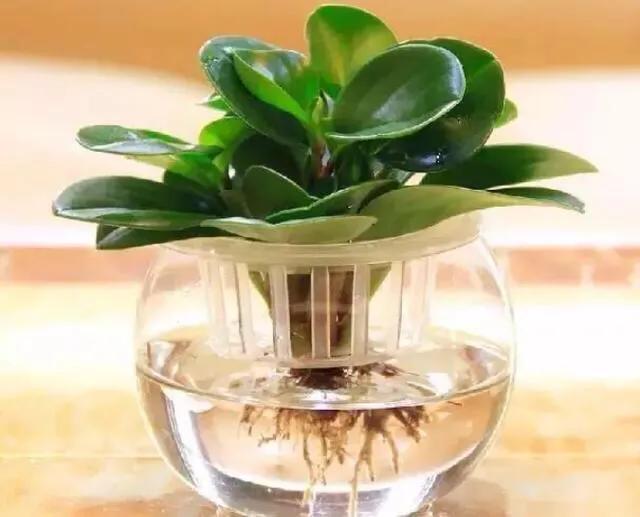 猫能闻驱蚊草吗:家里养的花草，会招蚊虫吗？