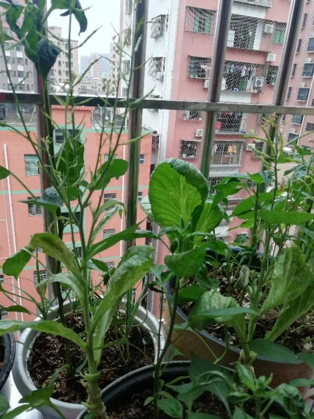 在室内养的花什么花需要一段就拿出去晒晒太阳？