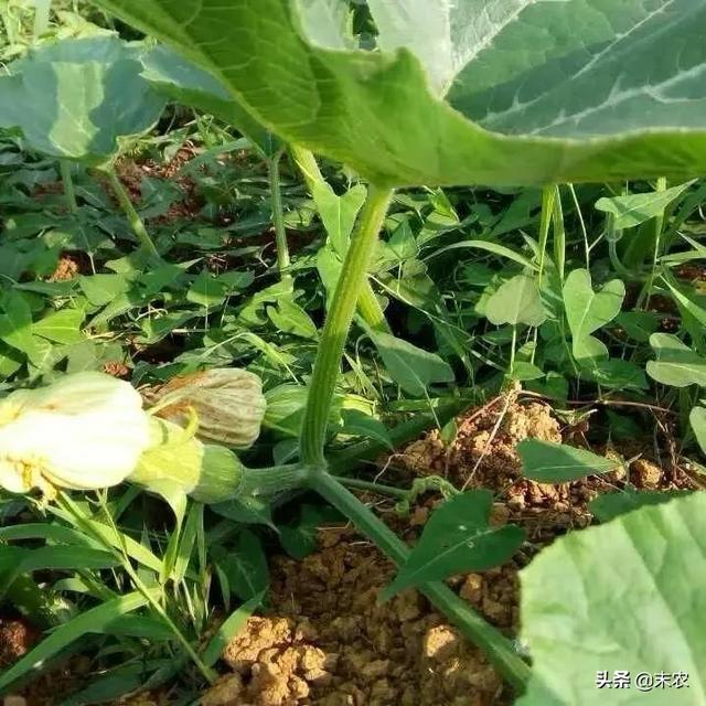 南瓜雌花开了雄花没开怎么授粉 头条问答
