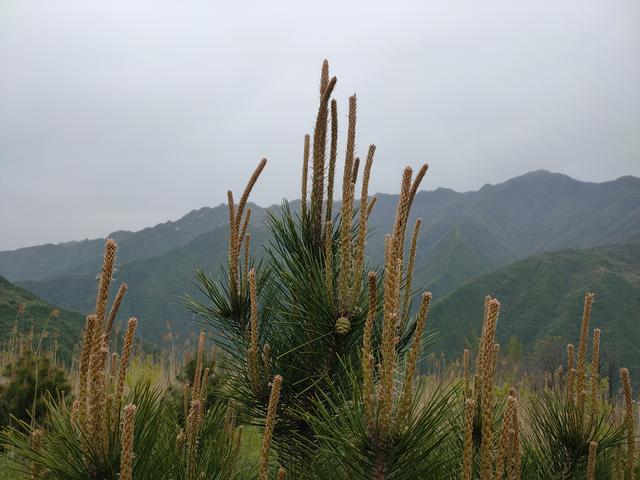 新藤惠美:地里长了许多葛根藤，怎么清除？