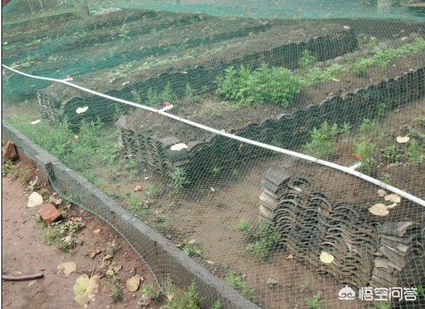 蝎子养殖:养蝎子能成功吗，蝎子养殖大多数人失败原因分析？