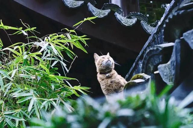 蹭课猫:捡到稀有的猫是一种什么样的体验？