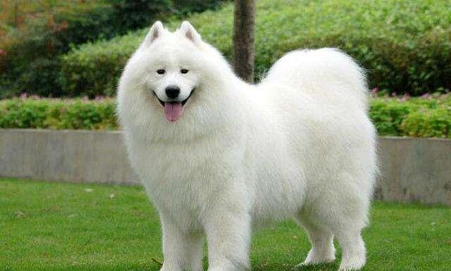 萨摩犬图片大全:你知道萨摩耶有什么缺点吗？