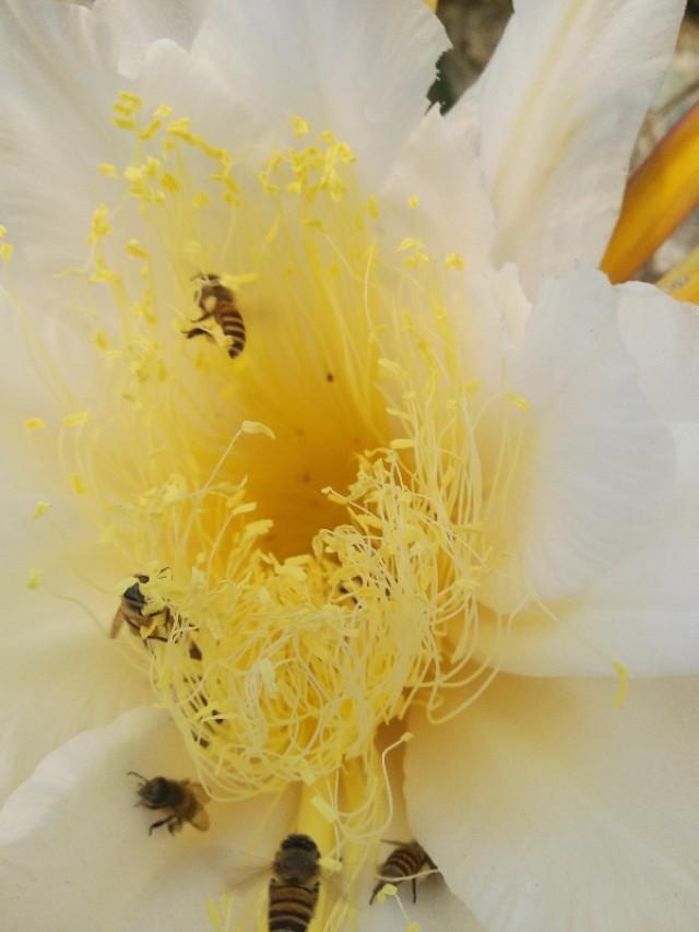 头条问答 蜜蜂最喜欢吃什么东西 为什么 18个回答