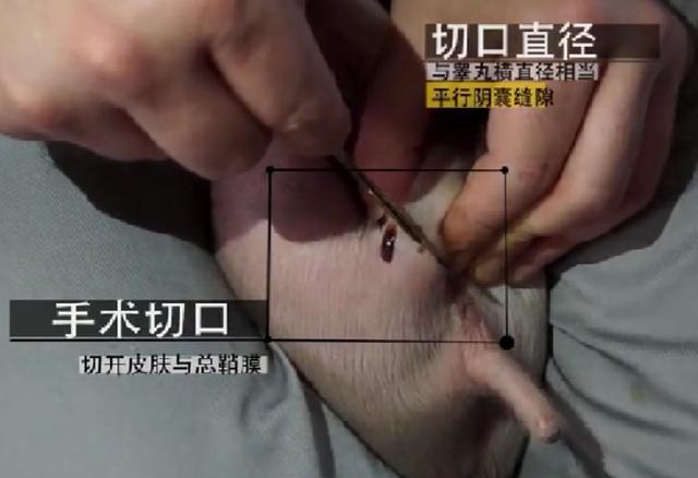 国家突发重大动物疫情应急预案:猪瘟期间有没有办法带肉？