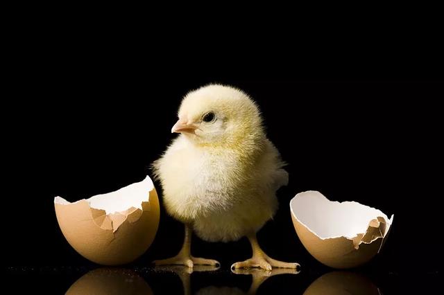 千年谜题，先有鸡还是先有蛋的千年谜题